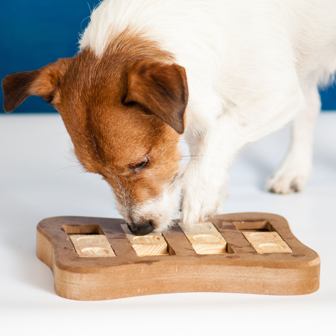 Belang van hersenwerk voor honden