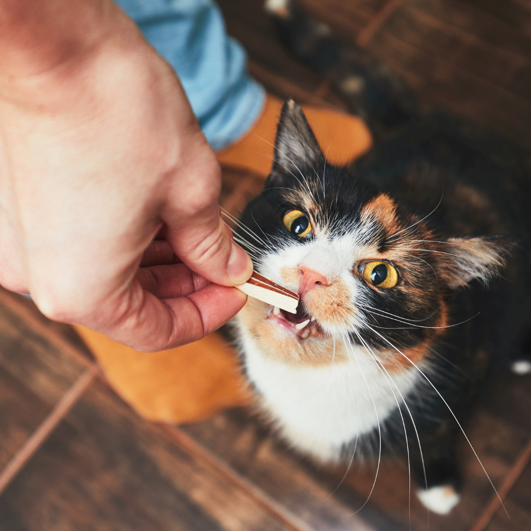 Katten - Gedroogde snacks