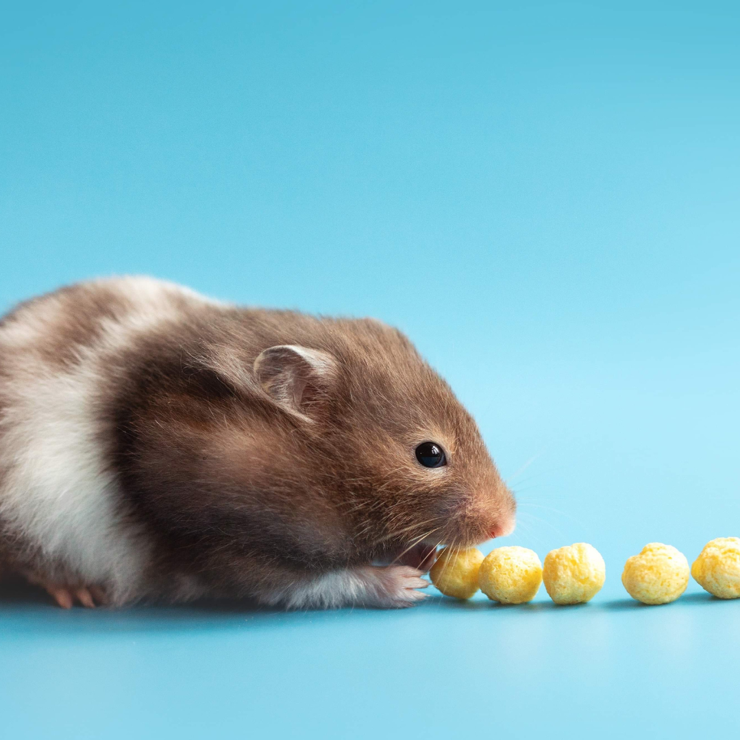 Knaagdieren - Harde snacks – The Paw Shop