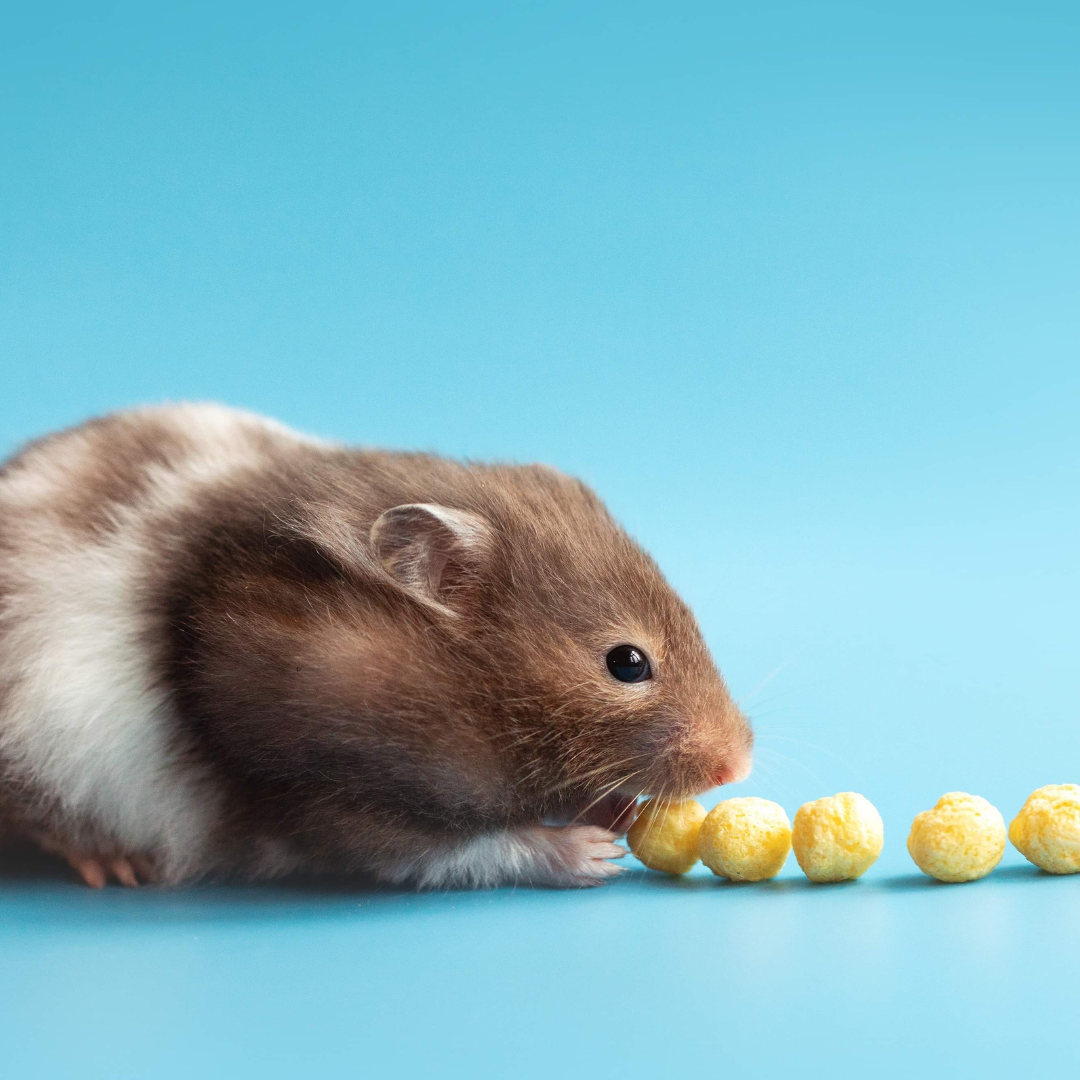 Knaagdieren - Harde snacks