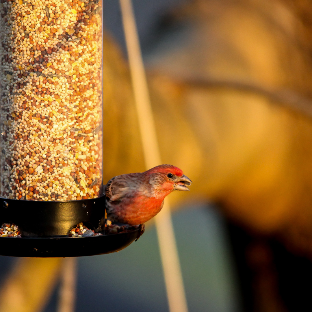 Vogels - Voedingssupplementen