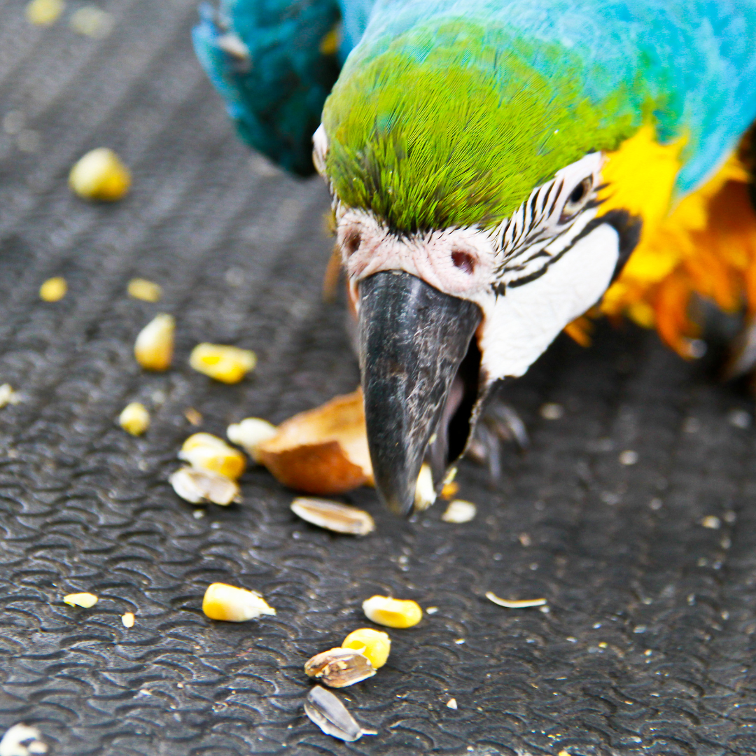 Vogels - Gedroogde snacks