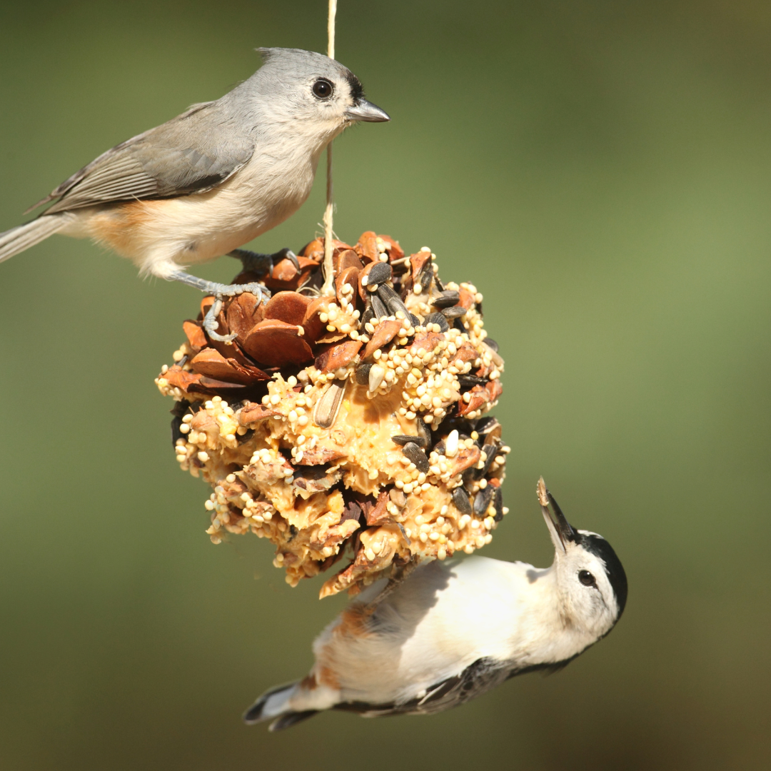 Vogels - Alle voer & snacks