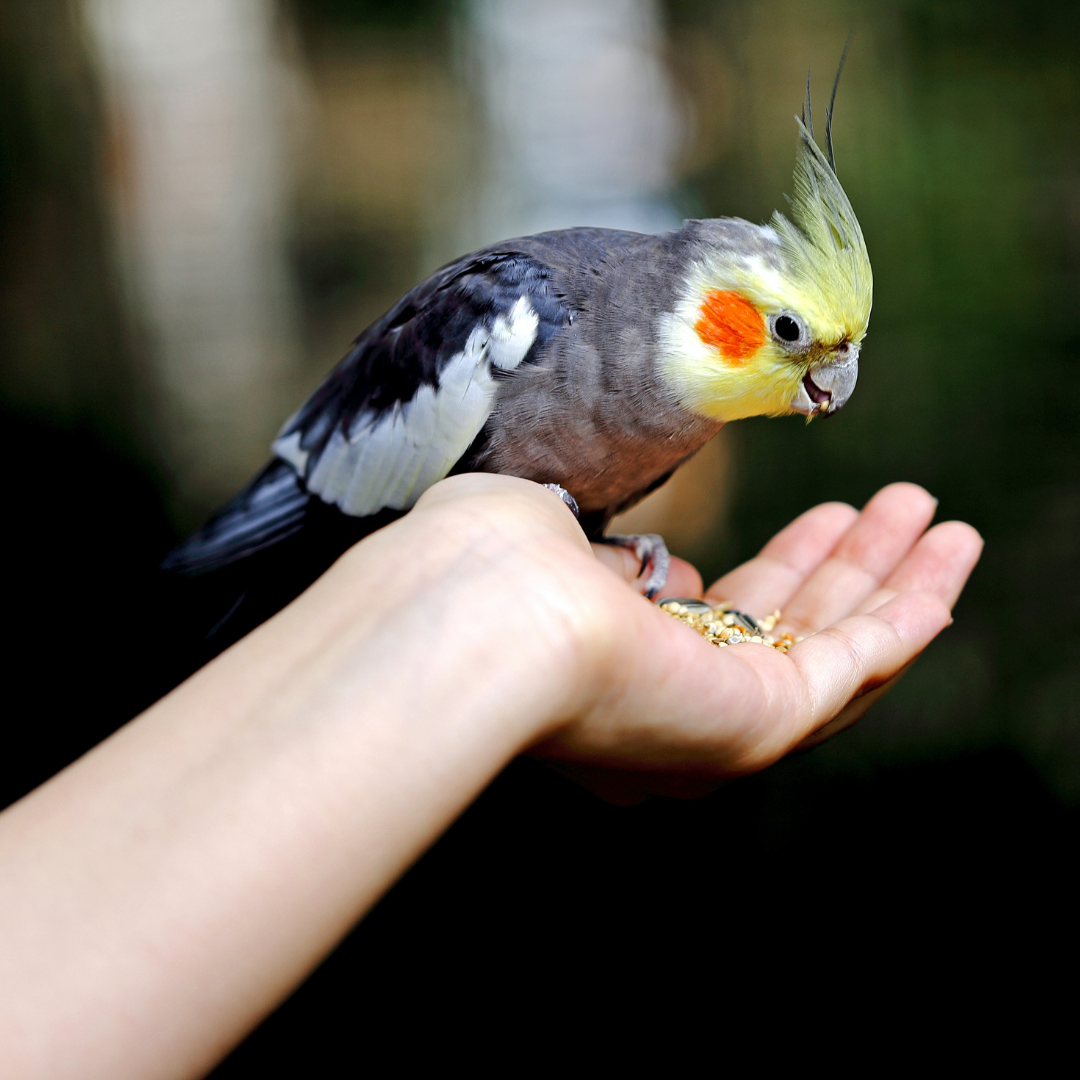 Vogels - Harde snacks