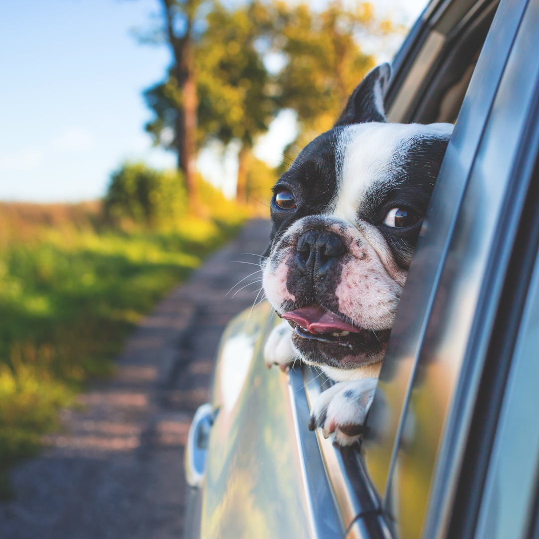 Honden - Alle producten voor onderweg