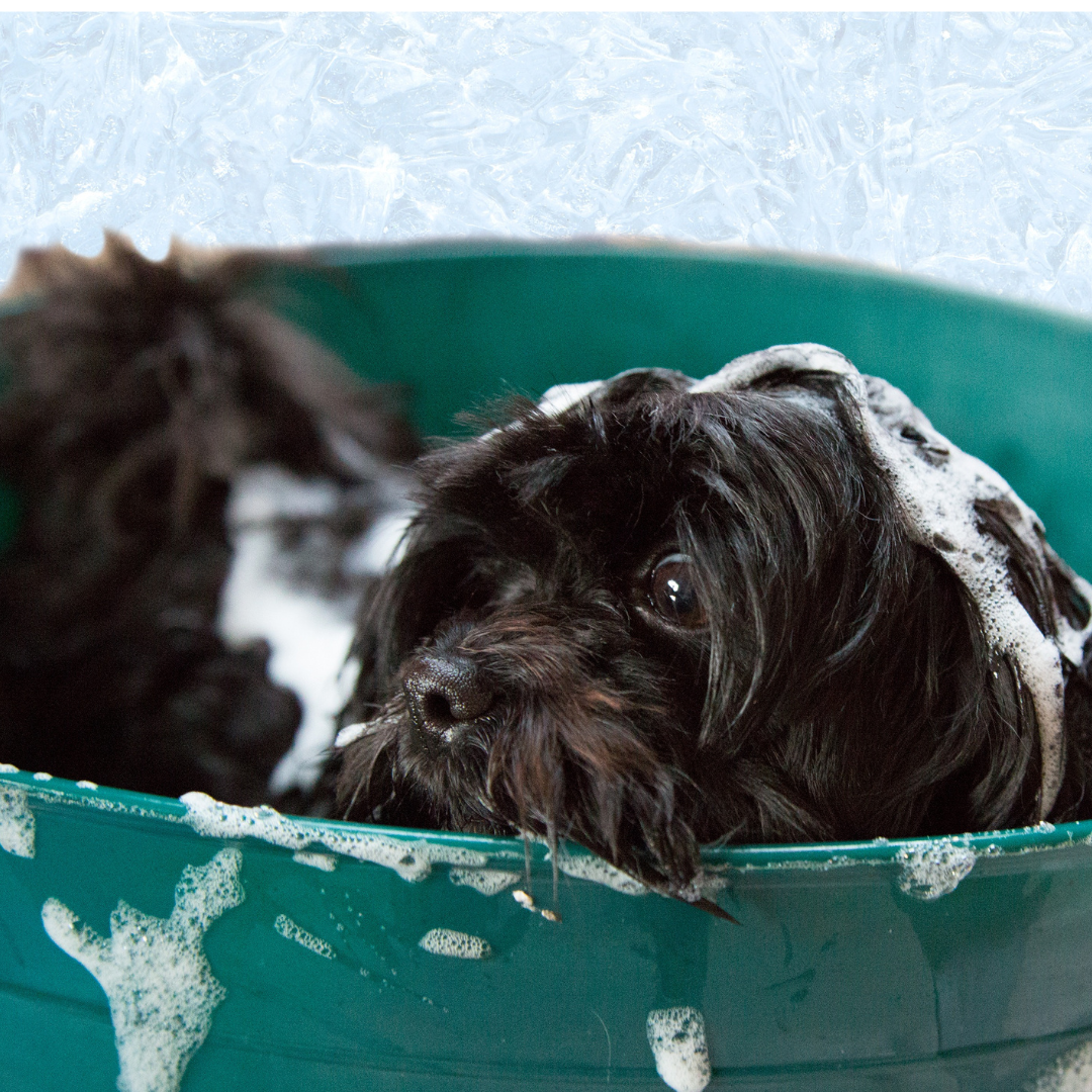 Honden - Shampoo