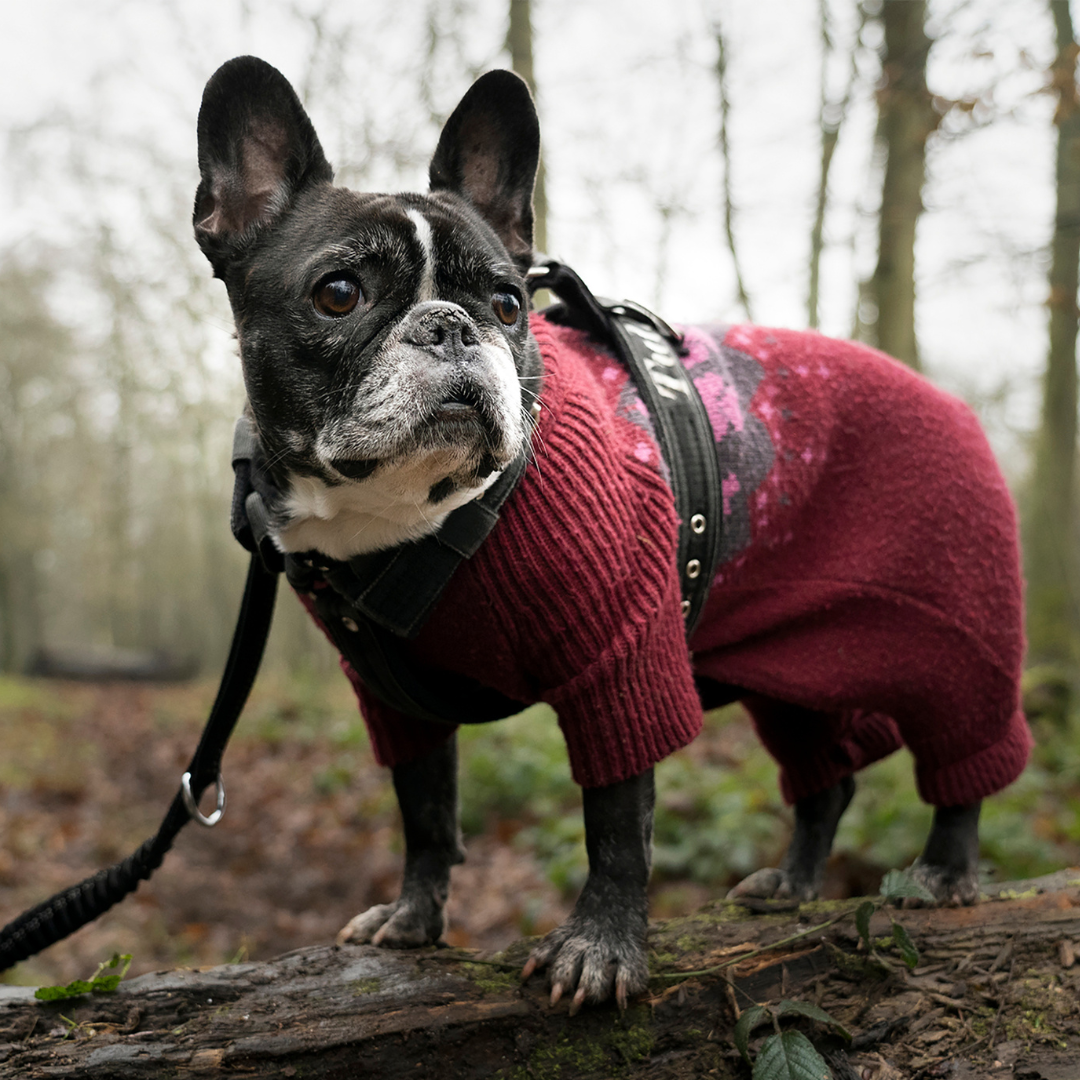 Honden - Kleding