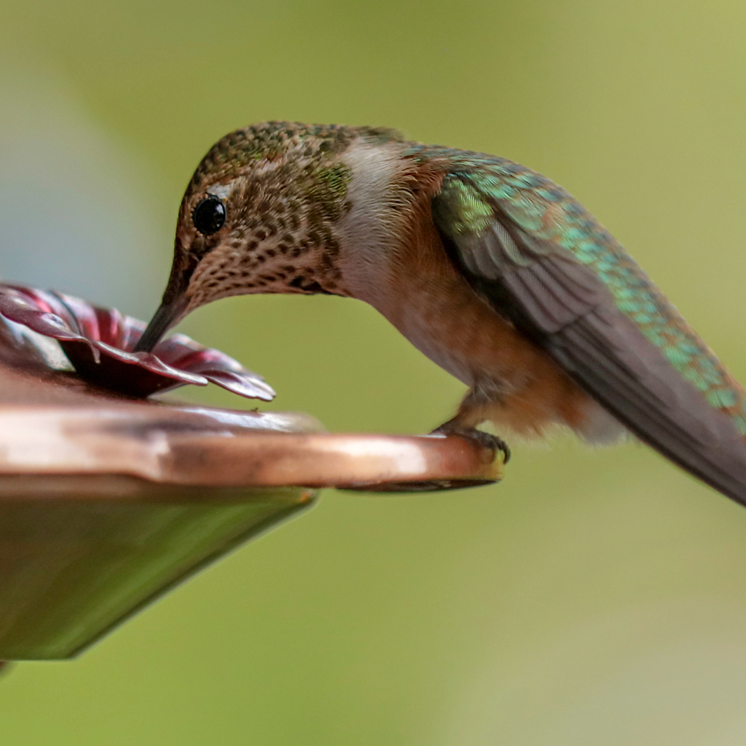 Vogels - Zachte snacks