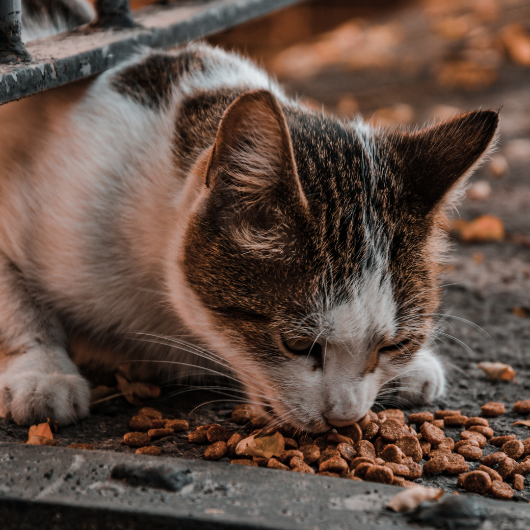 Katten - Alle voer & snacks