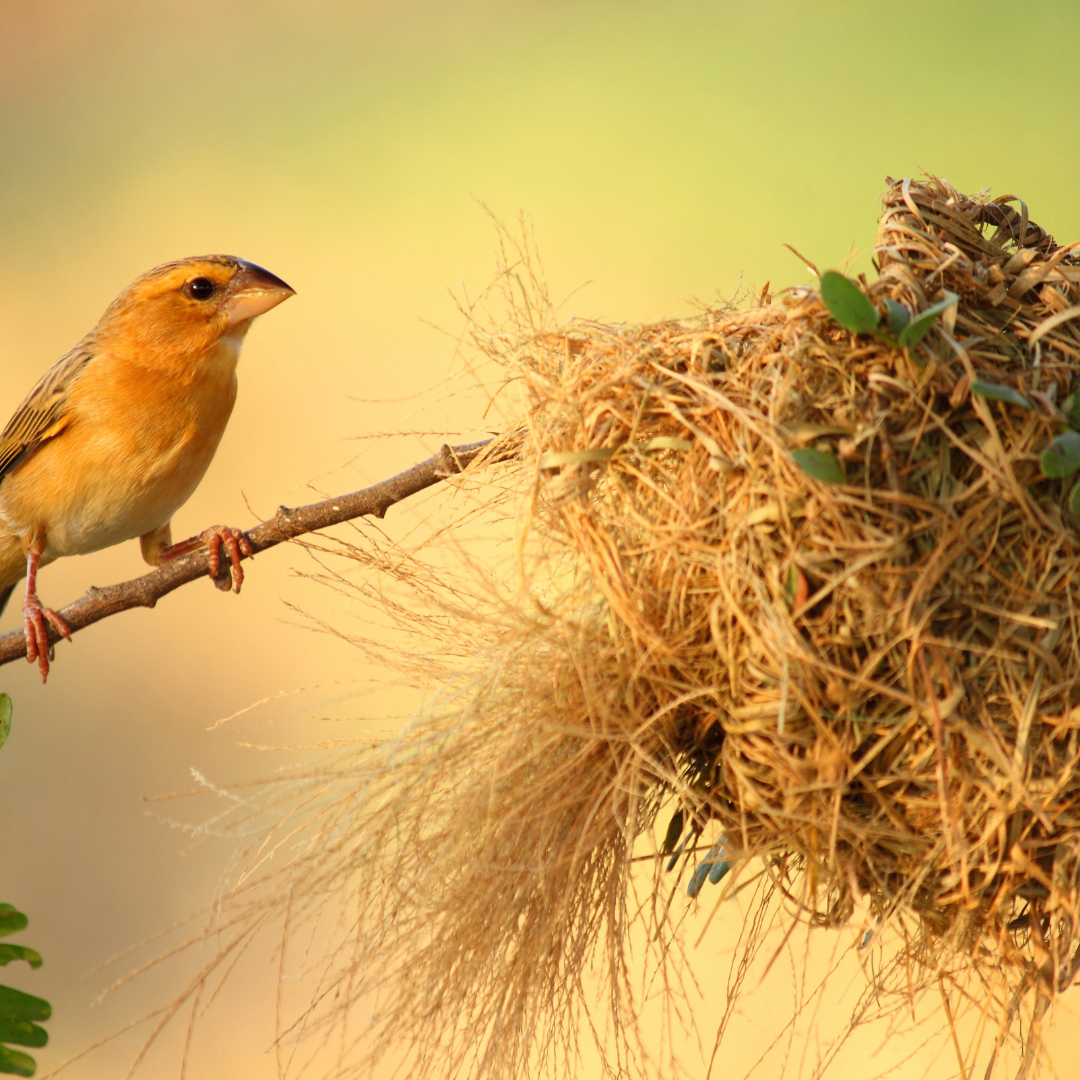 Vogels - Nestmateriaal