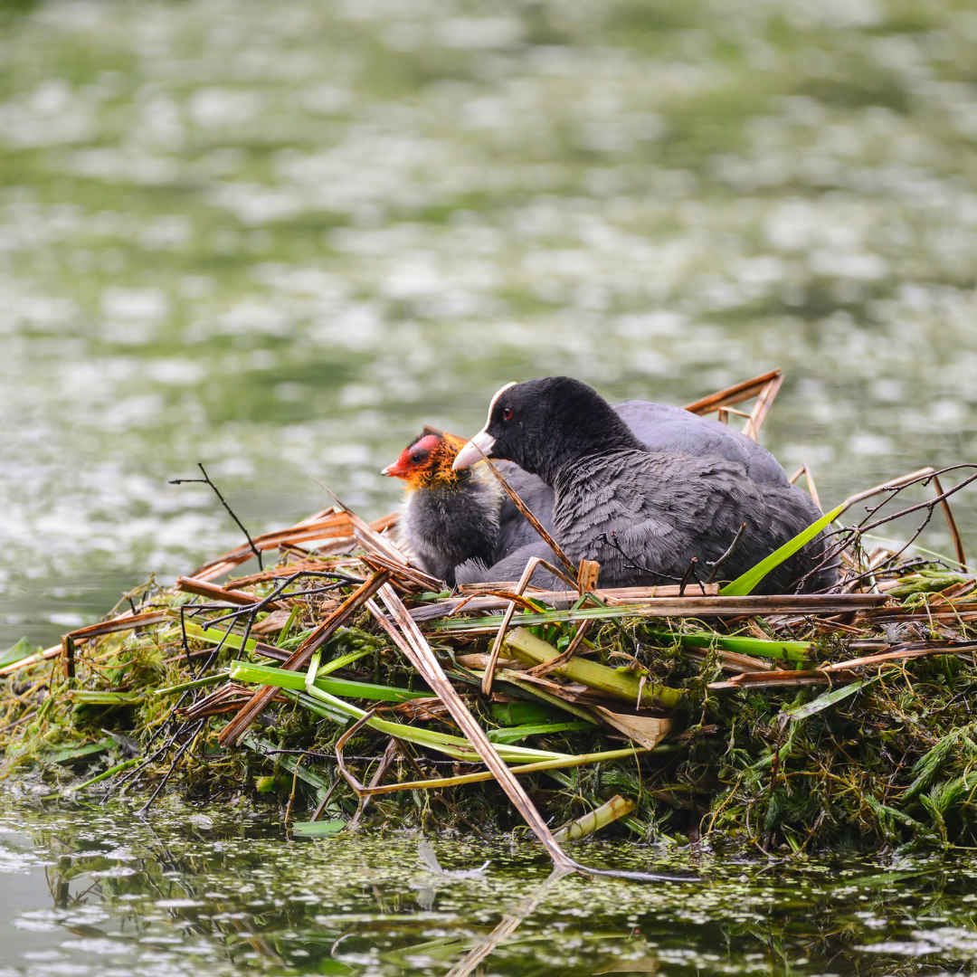 Vogels - Broedartikelen