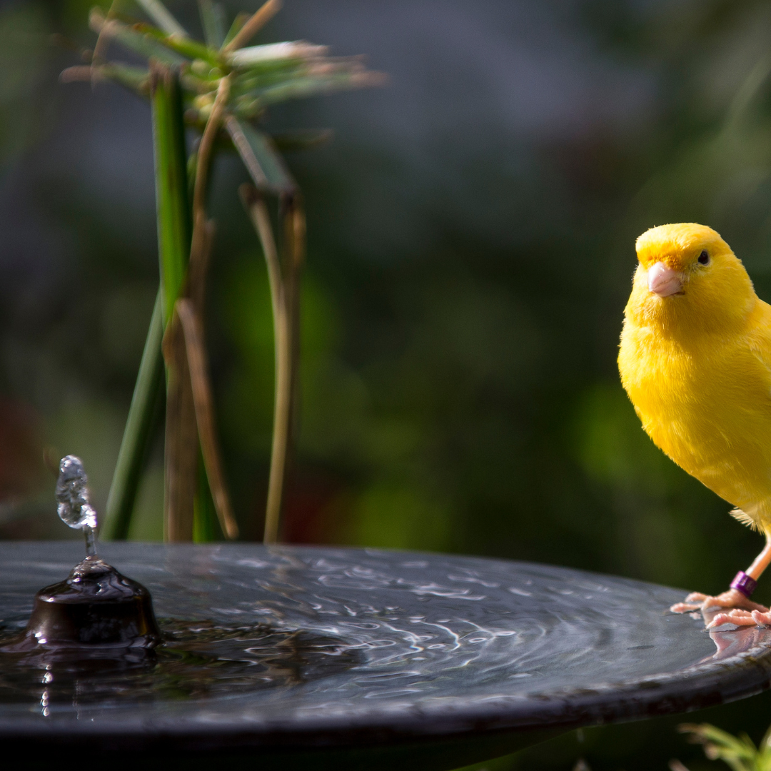 Vogels - Alle verzorging & hygiëne producten