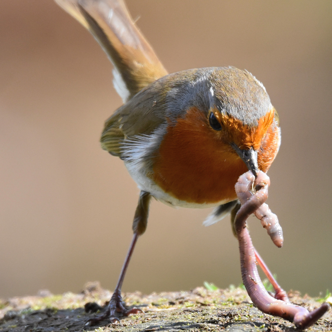 Vogels - Bestrijdingsmiddelen