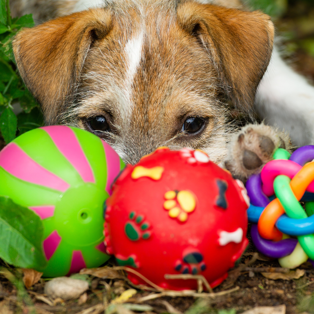 Honden - Ballen