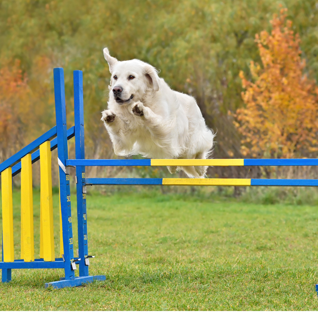 Honden - Alle training en sport producten