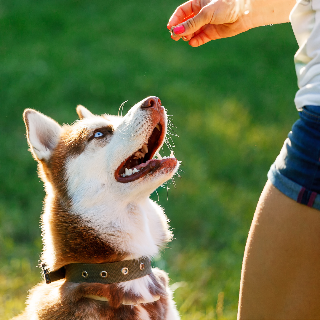 Honden - Beloning