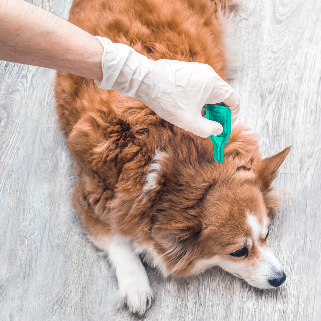 Honden - Bestrijdingsmiddelen