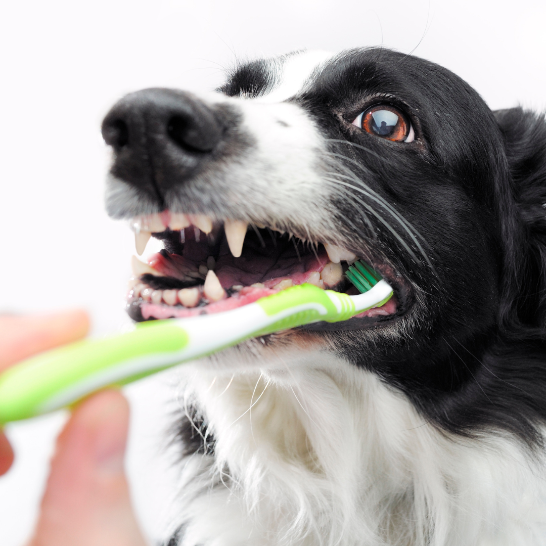 Honden - Dagelijkse verzorging