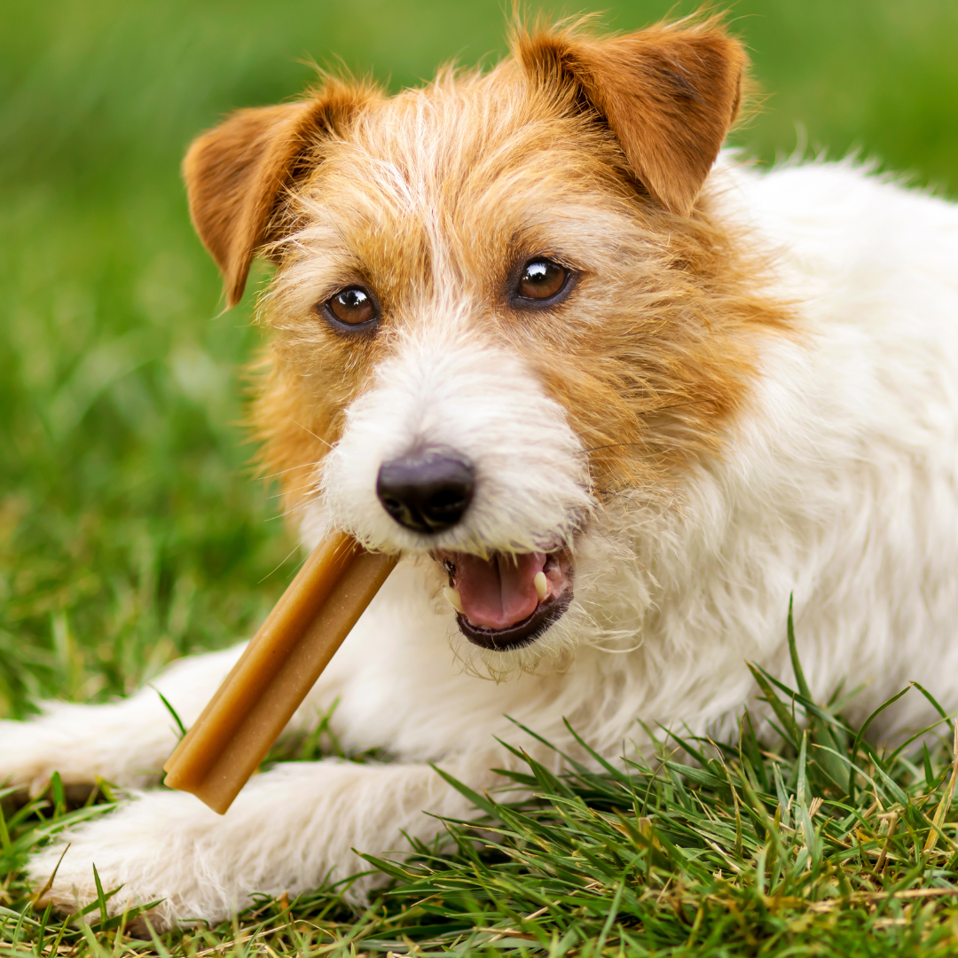 Honden - Harde snacks