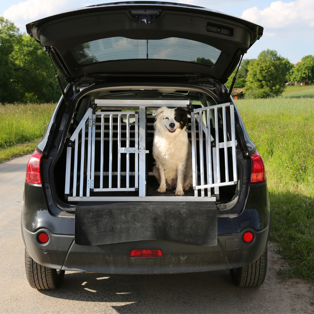 Honden - In de auto