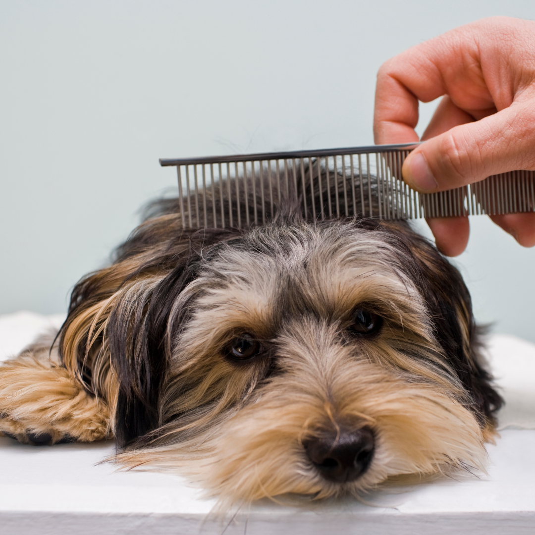 Honden - Kammen en borstels