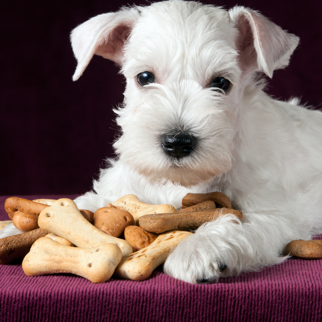 Honden - Koekjes