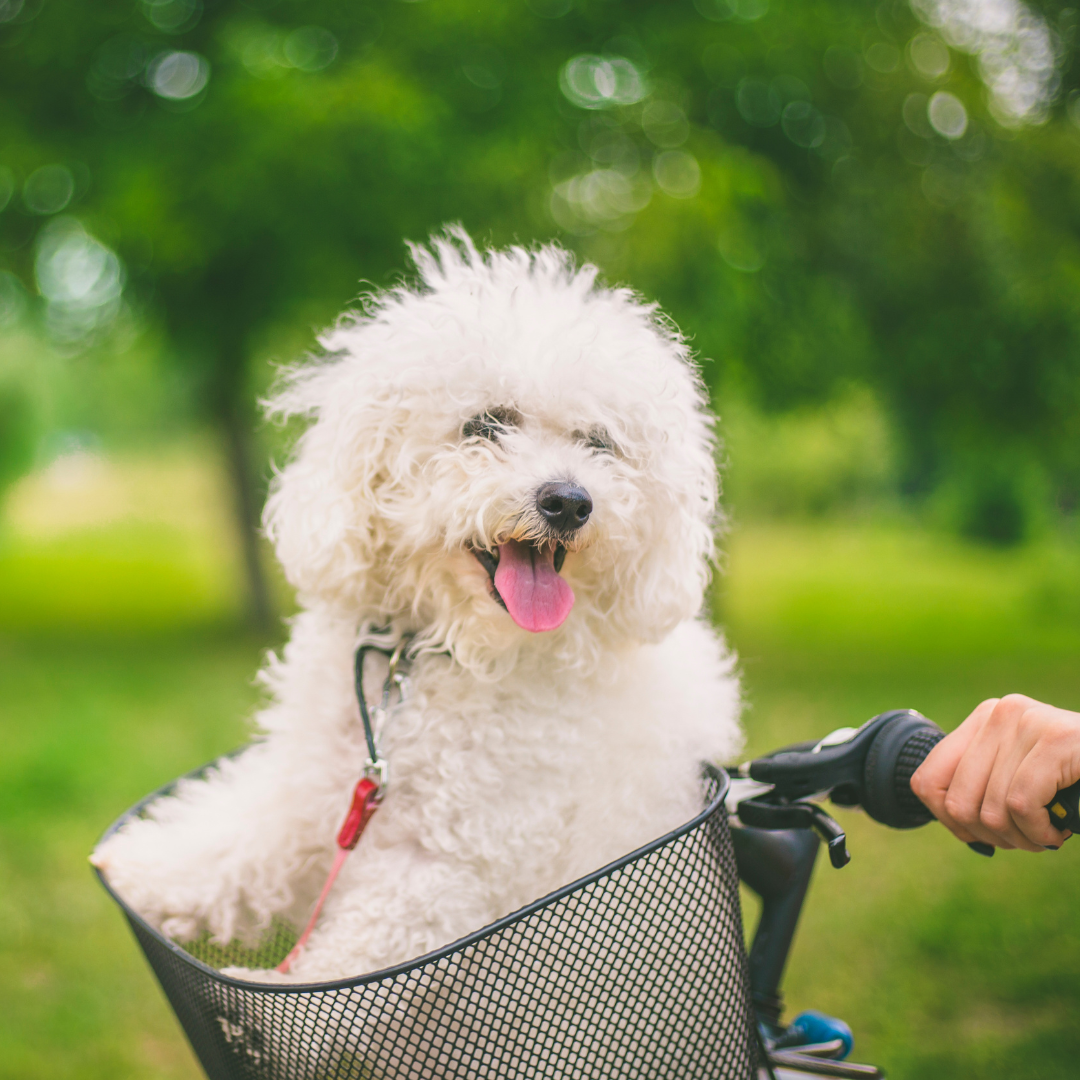 Honden - Op de fiets