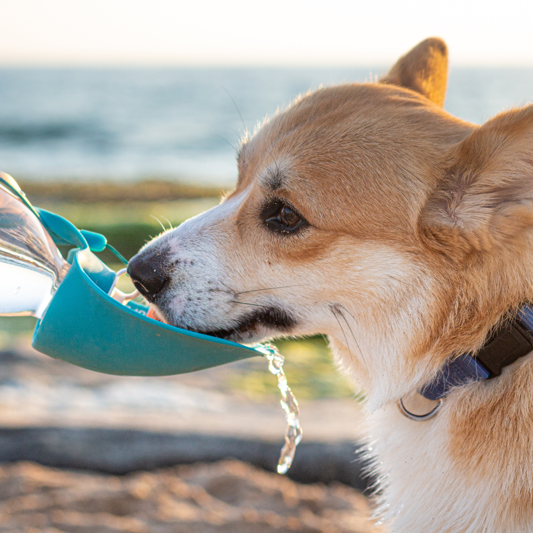 Honden - Opvouwbare voer- en drinkbakken