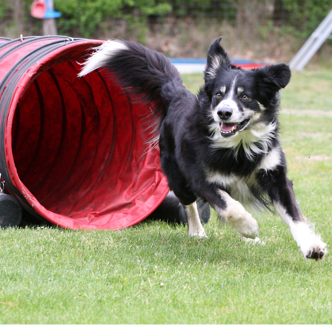 Honden - Sporten