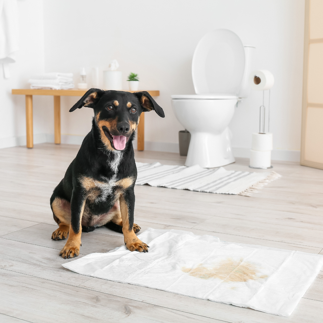 Honden - Toiletartikelen