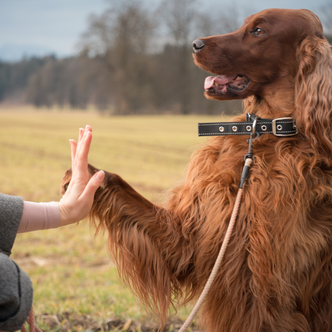 Honden - Training