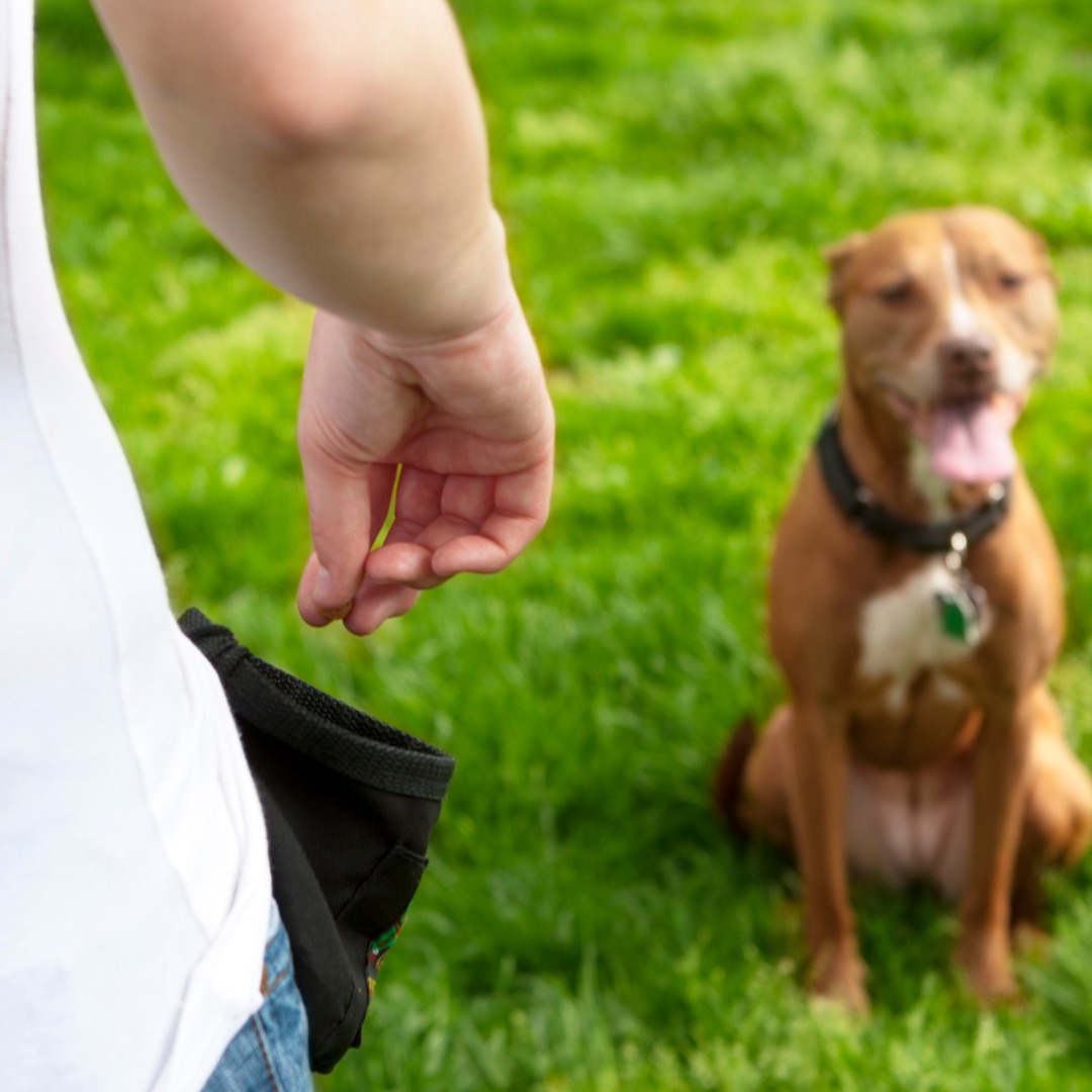 Honden - Voertasjes