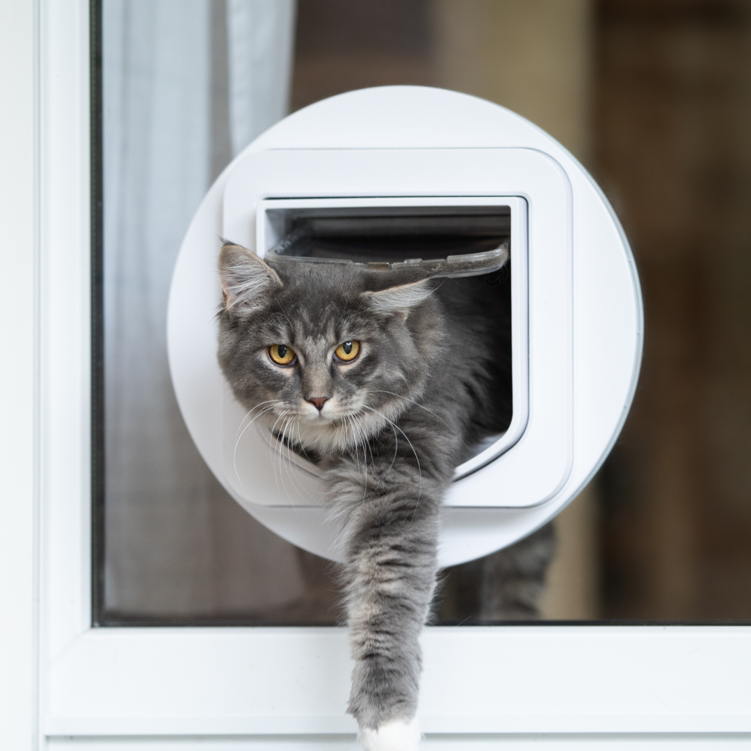 Katten - Alle producten voor onderweg