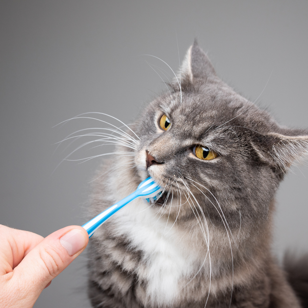 Katten - Dagelijkse verzorging