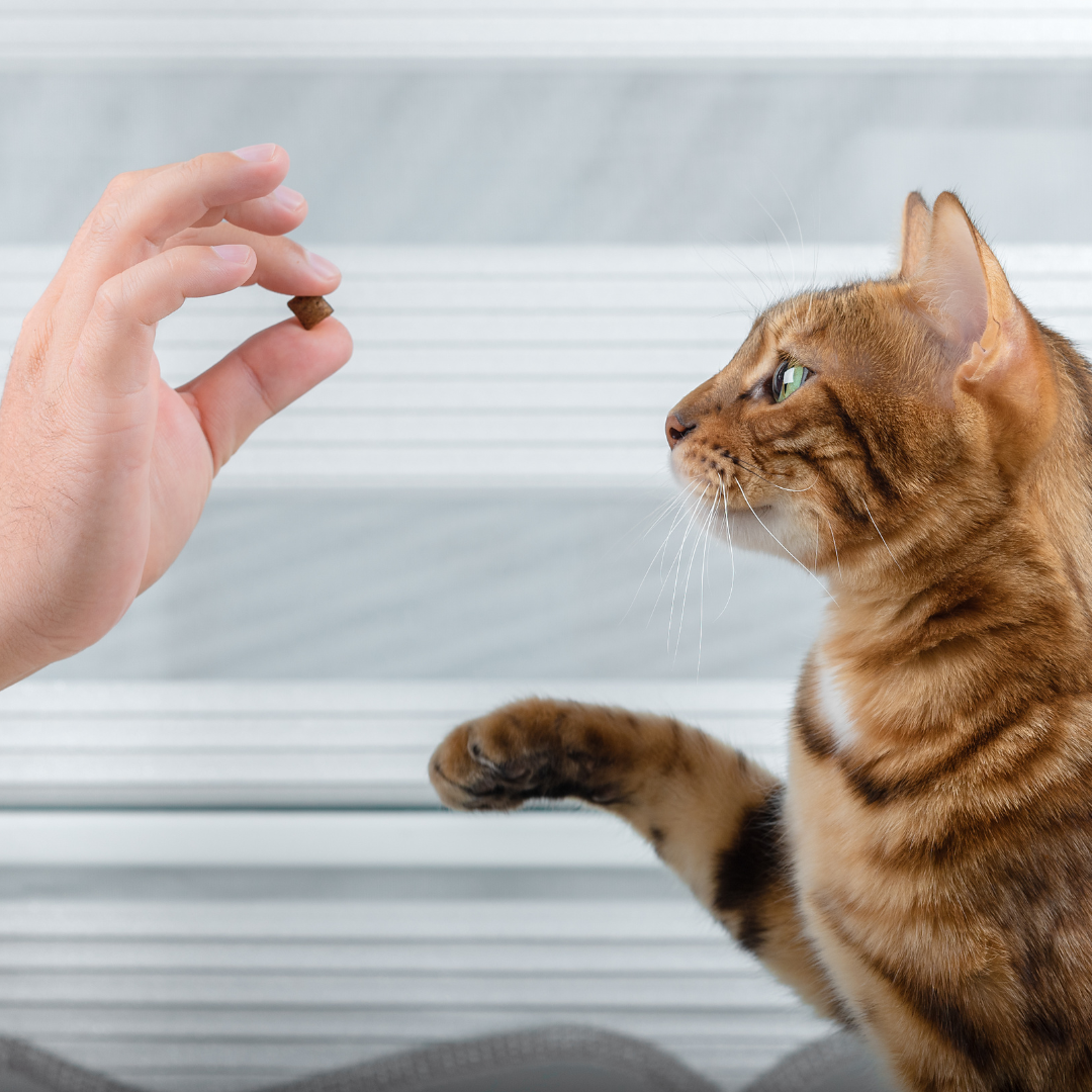 Katten - Harde snacks