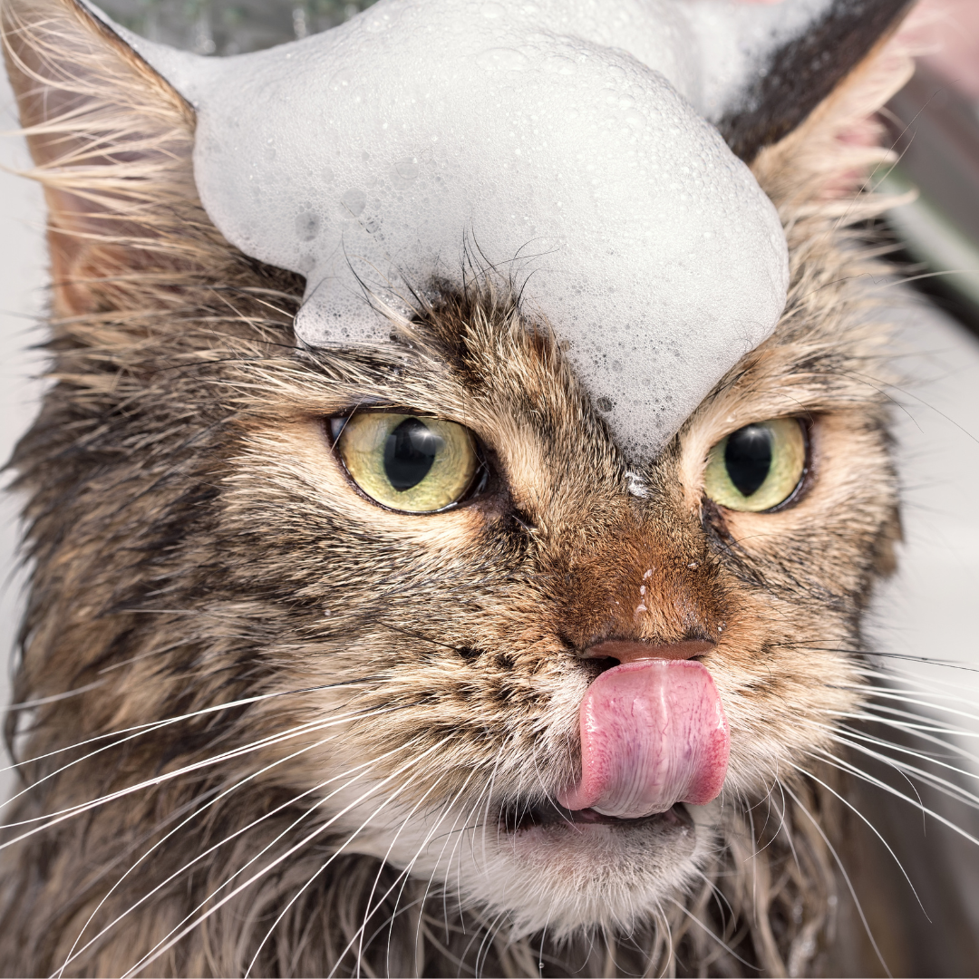 Katten - Shampoo