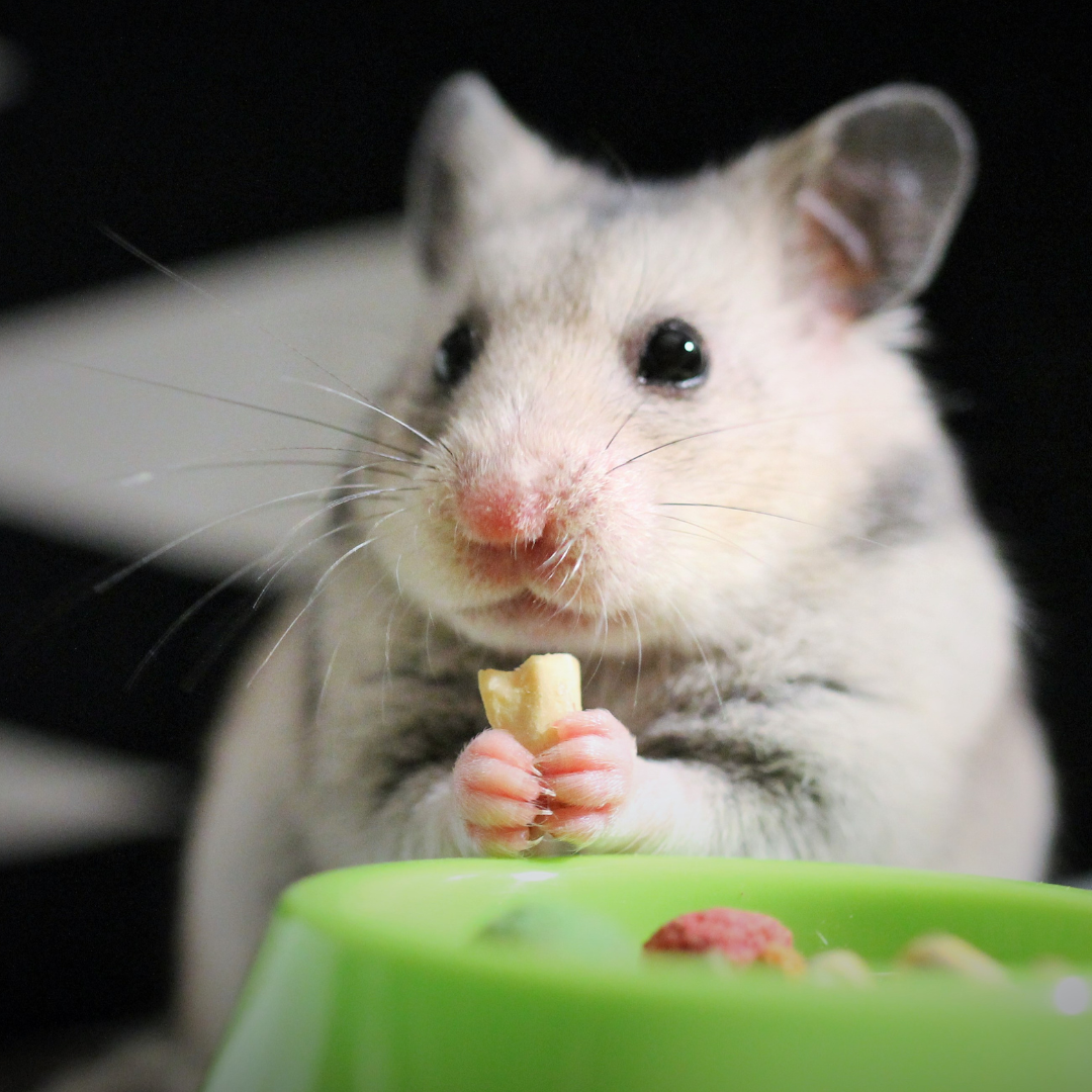 Knaagdieren - Zachte snacks