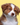 Hond