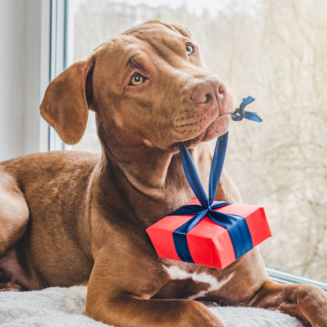 Tail-Wagging Boxes – The Paw Shop