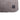 Martin Hondenkussen Master Royal Collection Beige