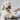 Mikki Doodle Grooming Kit Met Kam En Slickerborstel
