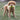 Kong Airdog Dumbel Tennisbal Geel