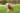 Zolux Easyride Hondentuig Rood