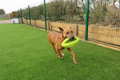 Happy Pet Grubber Interactieve Rugbybal Mini Assorti 19X9X9 CM